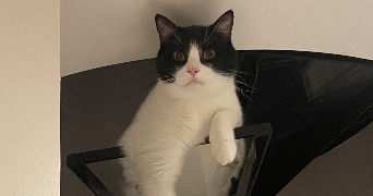 morgane pet sitter à NANCY 54000_4