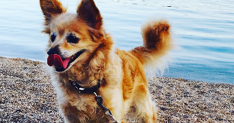 anna pet sitter à ROQUEBRUNE CAP MARTIN 06190_3