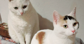 florence pet sitter à MULHOUSE 68100_4