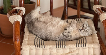 vanessa pet sitter à MARSEILLE 06 13006_10