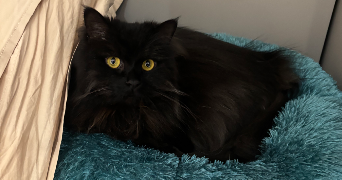melyssa pet sitter à TOULOUSE 31000_1