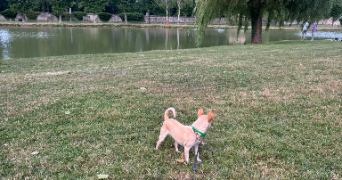 ylona pet sitter à MESSEME 86200_4