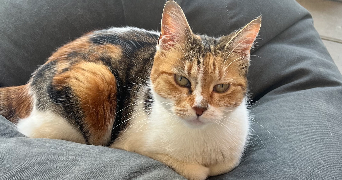 anais pet sitter à CUERS 83390_8