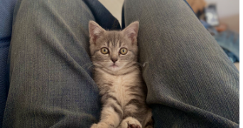 juliette pet sitter à STRASBOURG 67000_1