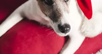 aurélien pet sitter à ST JUNIEN 87200