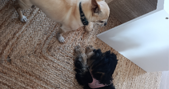 sonia pet sitter à MONTOIS LA MONTAGNE 57860_9