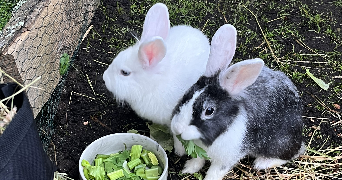 caroline pet sitter à LA CELLE SUR MORIN 77515_5