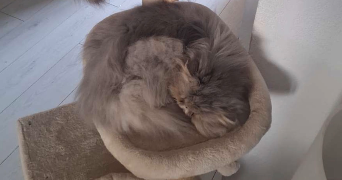 thulane pet sitter à TASSIN LA DEMI LUNE 69160_3