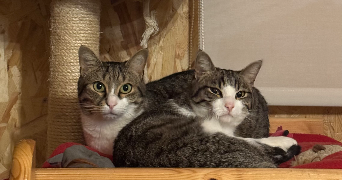 chléa pet sitter à NANTES 44300_3