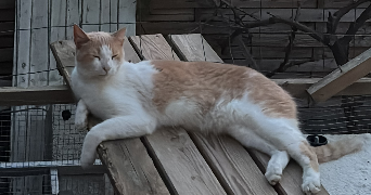 jade pet sitter à SORGUES 84700_2