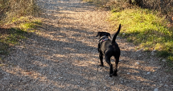 aurélie pet sitter à SERIGNAN DU COMTAT 84830_2