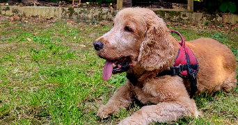 anaïs pet sitter à LE MESNIL ESNARD 76240_7