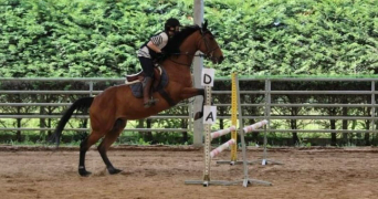 ambre pet sitter à THORIGNY SUR MARNE 77400_0