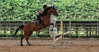 ambre pet sitter à THORIGNY SUR MARNE 77400