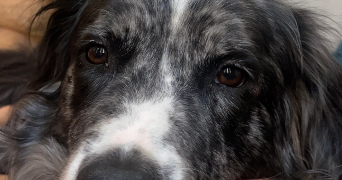 loukia pet sitter à Toulouse 31000_1