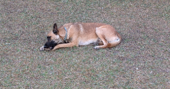 alexandra pet sitter à GRASSE 06130_3
