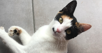 justine pet sitter à NICE 06000_1