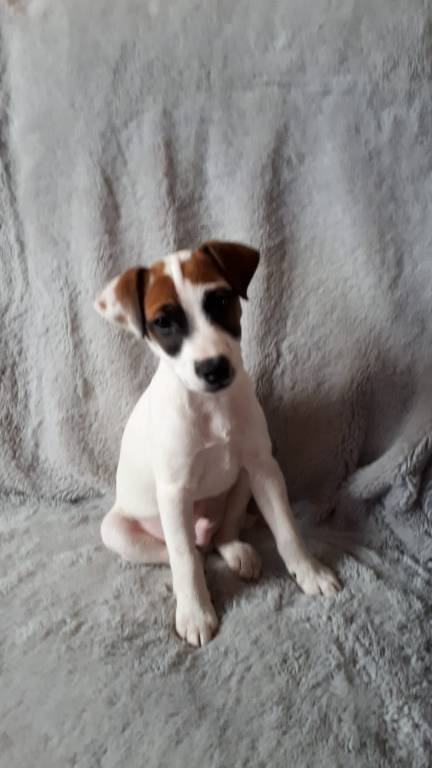 mélanie pet sitter à Tremblay-en-France 93290_1