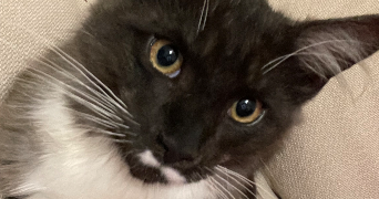 allison pet sitter à SURESNES 92150_1
