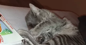 myriam pet sitter à Lyon 69008