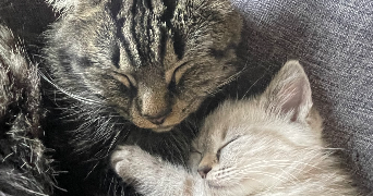 gabrielle pet sitter à VALENCIENNES 59300_0
