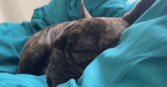 léa pet sitter à BEZANNES 51430_7