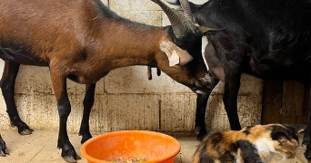 arthur pet sitter à BREST 29200_1