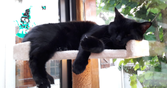 thomas pet sitter à ARGENTEUIL 95100_3