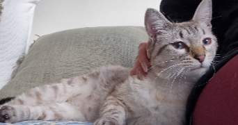 dalila pet sitter à NANTERRE 92000_9
