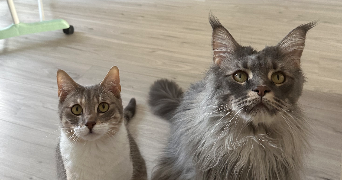 camille pet sitter à MAISONS ALFORT 94700_1