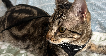jasmine pet sitter à MARSEILLE 08 13008_3