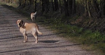 zoe pet sitter à ANGERS 49000_1