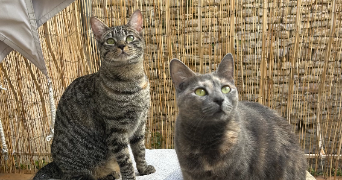 chaïma pet sitter à LE CRES 34920_2