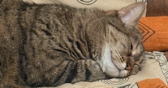 emily pet sitter à MULHOUSE 68100_2