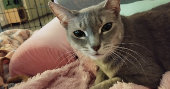 bianca  pet sitter à BAGNOLS SUR CEZE 30200_9