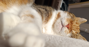 loréane pet sitter à CORMEILLES EN PARISIS 95240_2