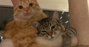 juliette pet sitter à BORDEAUX 33000_1