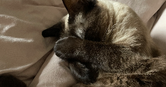 lucille pet sitter à LYON 05 69005_5