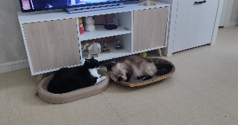 doris pet sitter à LYON 03 69003_1