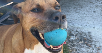yanis dog sitter à MARGNY LES COMPIEGNE 60280_1