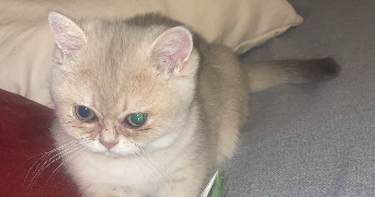 mallory pet sitter à WALTENHEIM 68510_4