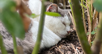 Astrid pet sitter à LEVALLOIS PERRET 92300_1