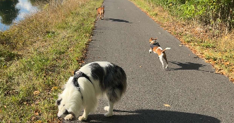 chloé pet sitter à VERDUN 55100_1