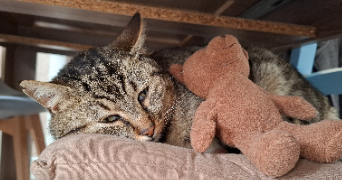 julia pet sitter à Niort 79000_6