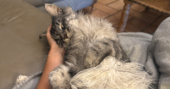 eleonore pet sitter à MAZERES LEZONS 64110_0
