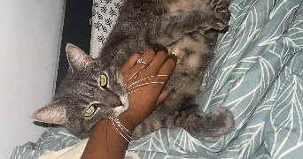 charlotte pet sitter à LA TESTE DE BUCH 33260_5