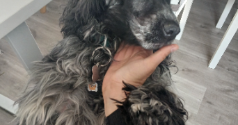 elodie pet sitter à SILLINGY 74330_5