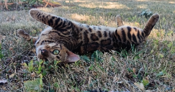 maylis pet sitter à BONNELLES 78830_5