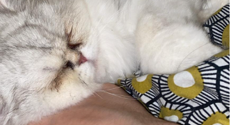 salimata pet sitter à STRASBOURG 67000_1
