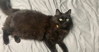 anaïs pet sitter à ROCHE LA MOLIERE 42230_2
